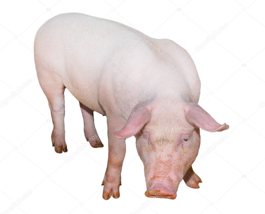Pig isolated on white background full length. Very funny and cute pink pig standing and looking directly into camera. Farm animals. Piglet close up. 