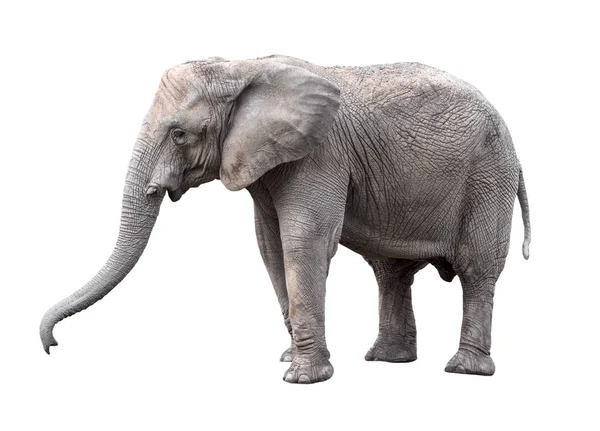 大象关门了在白色背景下被孤立的大灰色的行走大象 站立大象全长接近 亚洲女性大象 — 图库照片