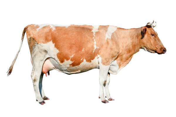Cow full length. Beautiful young cow isolated on white. Funny red and white spotted cow  portrait close up. Farm animals. 