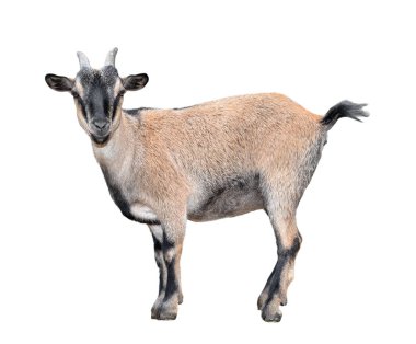 Tam uzunlukta beyaz izole ayakta keçi. Komik kadın keçi kapatın. Çiftlik hayvanları.