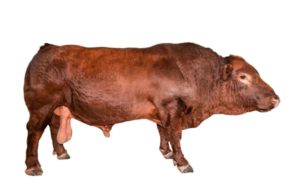 Toro Aislado Blanco Hermoso Toro Marrón Grande Longitud Completa Toro — Foto de Stock