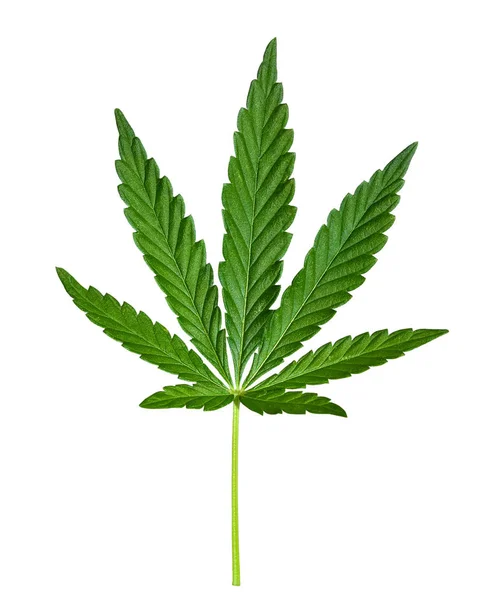 Cannabis Leaf Isolerade Vitt Hampa Leaf Närbild Marijuana Droger Framställs — Stockfoto