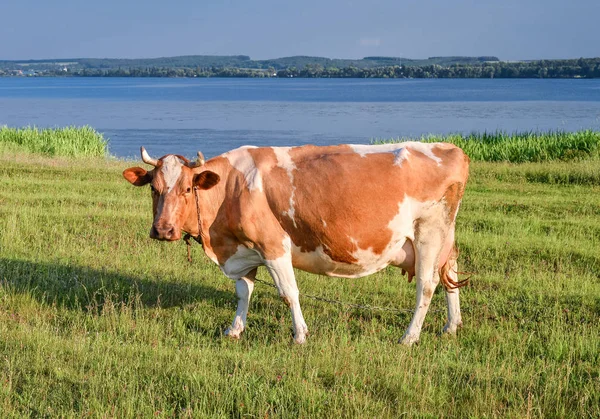 Portret Van Jonge Rode Witte Bonte Koe Een Weiland Aan — Stockfoto