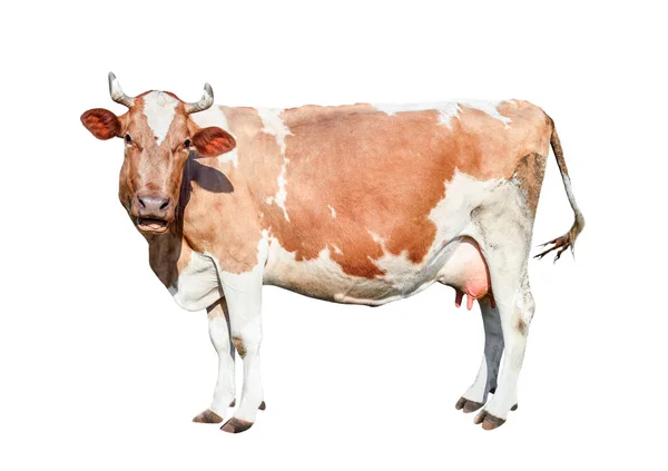 Cow Full Length Beautiful Young Cow Looking Directly Camera Isolated — Stock Photo, Image