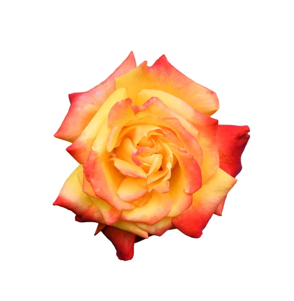 Tête Rose Referme Isolée Sur Fond Blanc Fleur Rose Orange — Photo