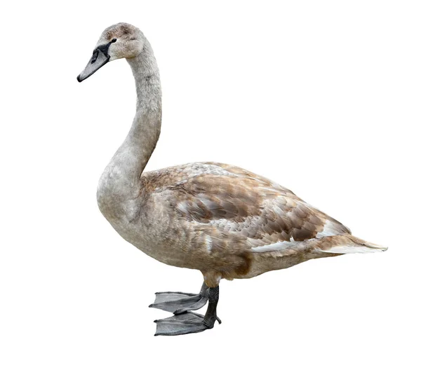 Big Grey Swan Isolated White Background Swan Full Length Swan — Stock Photo, Image