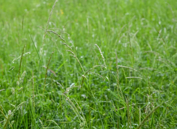 背景に使用する新鮮な緑の芝生フィールドのテクスチャ 明るく長い緑の草の牧草地のテクスチャです 緑の草 自然な背景やテクスチャ テンプレートまたはモックアップ — ストック写真