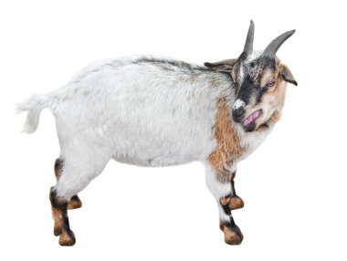 Tam uzunlukta beyaz izole ayakta keçi. Çok komik beyaz erkek keçi kapatın. Çiftlik hayvanları. Biriyle konuştuğunu keçi.