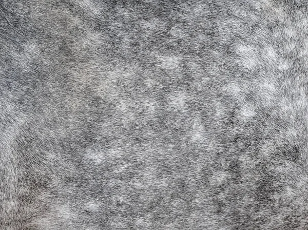 Texture of a grey spotted horse animal coat. Grey and white hair horse skin - real genuine natural fur, free space for text. Horse hide close up. Grey fur texture - abstract background