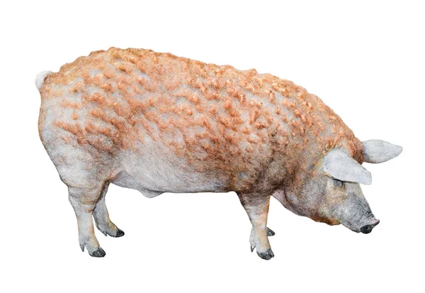 Pig Standing Full Length Isolated Funny Fluffy Pig Close Farm — Stock Photo, Image