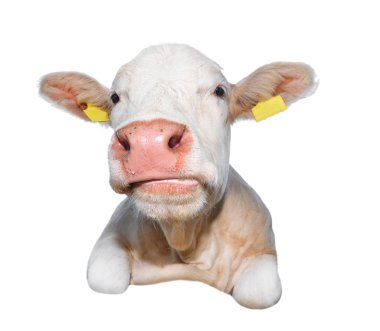 Beyaz bir arka plan üzerinde izole büyük namlu ile yalan beyaz boğa. Büyük beyaz komik boğa kapatın. Çiftlik hayvanı.