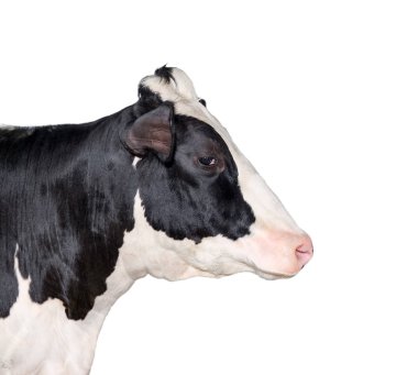 İnek portre üzerinde beyaz izole kapatalım. Komik sevimli siyah beyaz benekli inek kafası üzerinde beyaz izole. Çiftlik hayvanları