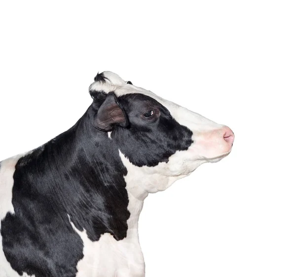 母牛肖像关闭在白色孤立 滑稽可爱黑白斑点母牛头被隔绝在白色 — 图库照片