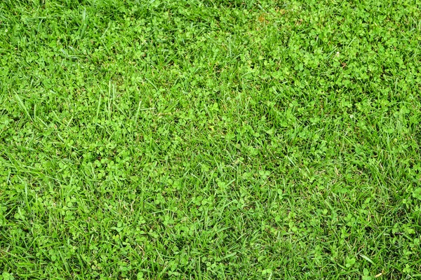 Bright green grass background. Top view on fresh green grass field. Green grass texture for print, web use, posters and banners. Organic texture