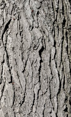 Ağaç kabuğu doku. Gri yaşlı meşe ağacının kapatın. Ağaç kabuğu doğal arka plan. Organik doku. Doğal arka plan