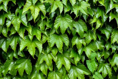 Parlak yeşil sarmaşık doğal arka plan. Ivy duvara bırakır. Doğal arka plan. Yukarı alay.