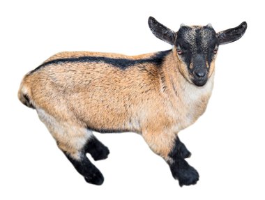 Çocuk keçi tam uzunlukta beyaz izole. Çiftlik hayvanları. Keçi yakın çekim.