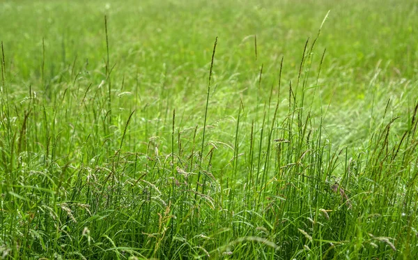 新鮮な春の長い緑の草のイメージを閉じます 緑の草の写真の背景やテクスチャ 緑の芝生の美しい明るいフィールド デザインの要素です 自然の背景 — ストック写真