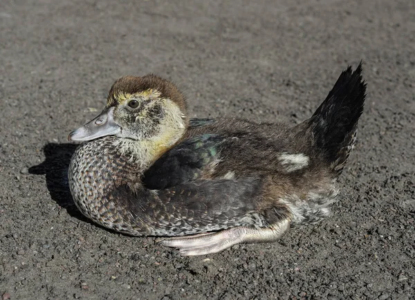 Divertente Anatroccolo Seduto Crogiolarsi Sole Una Fattoria Animali Fattoria Uccellino — Foto Stock