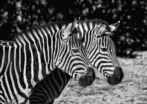 Två Unga Zebror Djurparken Safari Djur Zebror Porträtt Närbild Svart — Stockfoto