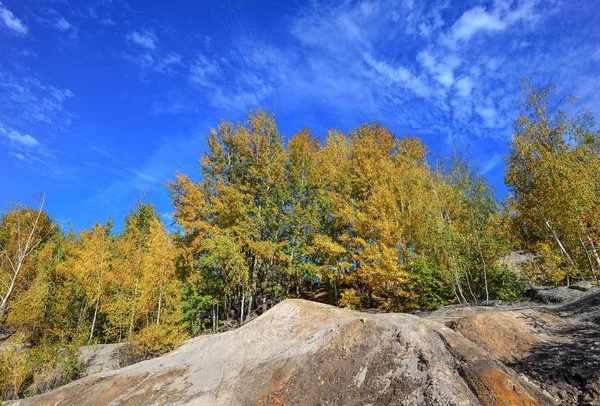 Val Natuur Achtergrond Bomen Met Gele Bladeren Helder Blauwe Hemel — Stockfoto