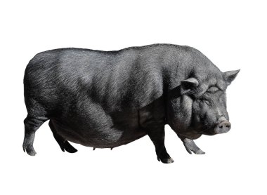 Funny spotted black vietnamese pig isolated on white. Pot-bellied young female pig full length isolated on white background. Farm animals. clipart