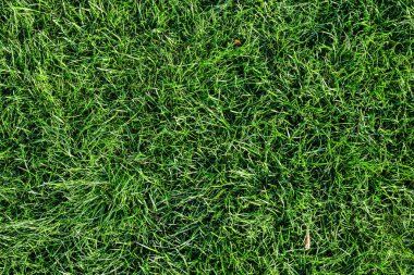 Parlak yeşil çim arka plan. Taze yeşil çim alan. Üstten görünüm. Baskı, web için yeşil çim dokusu kullanımı, posterler ve afiş