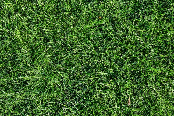 明るい緑の草の背景 新鮮な緑の芝生のフィールドです 平面図です ポスターやバナー Web 用の緑の草テクスチャを使用してください — ストック写真