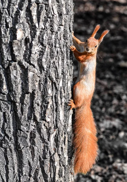 Zabawny Dziki Wiewiórka Drzewo Park Wiewiórka Ognistobrzucha Lub Eurasian Wiewiórka — Zdjęcie stockowe