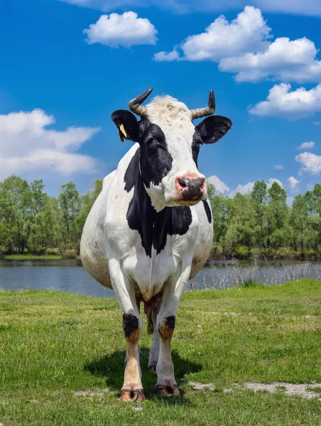 牛在春牧场上 牛在绿地和蓝天的背景下 美丽的滑稽的牛在农场 年轻的黑白牛在田野上吃草 — 图库照片