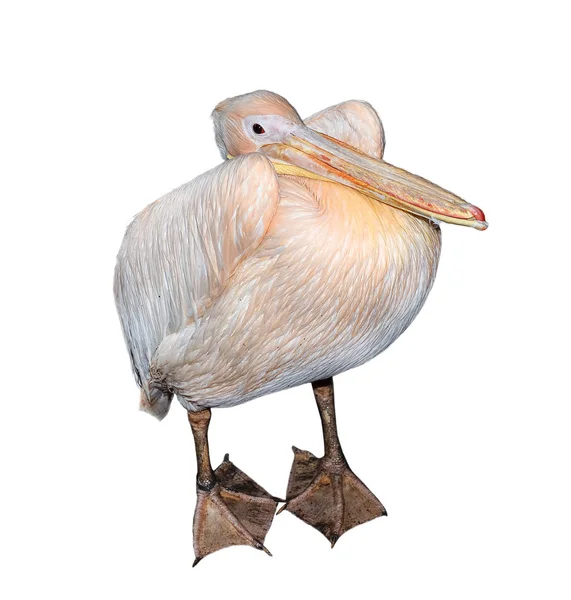 Big Beautiful Pink Pelican Isolated White Funny Cute Zoo Bird — Stock Photo, Image