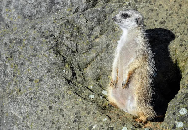 Meerkat 동물원에서 비운에 Meerkat Suricate 몽구스 가족에 속하는 Carnivoran입니다 — 스톡 사진