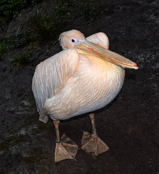 Große Schöne Rosa Pelikan Iin Natürlichen Hintergrund Lustige Niedliche Zoovogel — Stockfoto