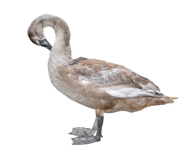 Grote Elegante Grijze Swan Geïsoleerd Een Witte Achtergrond Swan Full — Stockfoto