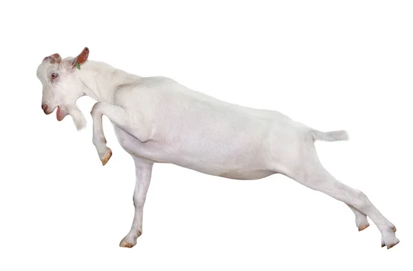 Cabra Branca Comprimento Total Isolado Branco Cabra Perto Animais Exploração — Fotografia de Stock