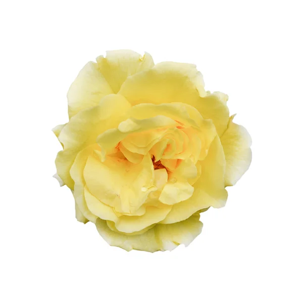 Rosa Amarilla Aislada Sobre Fondo Blanco Cabeza Flor Rosa Suave — Foto de Stock