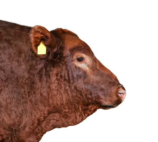 Bull Geïsoleerd Wit Mooie Grote Bruine Stier Portret Close Boerderijdieren — Stockfoto