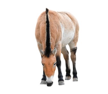 At tam boy beyaz izole. Genç Przewalski at veya Dzungarian at tam uzunlukta. Hayvanat bahçesi hayvanları. Vahşi at.