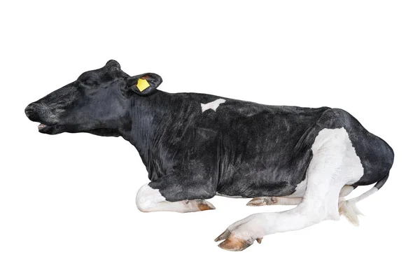 Vache Pleine Longueur Isolée Sur Fond Blanc Drôle Vache Couchée — Photo