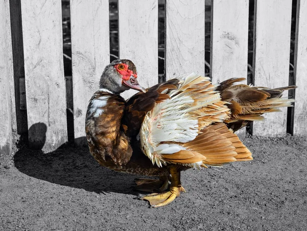 Misk Ördeği Kuş Tam Uzunlukta Portresi Kapatın Duck Çiftlikte Ayakta — Stok fotoğraf