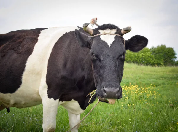 Cow portrait in a pasture. Cow on the background of green field. Beautiful funny cow on cow farm grazing on the field.