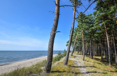 Güzel yaz görünümü Baltık Denizi, çakıl plaj ve çam orman, Curonian Spit, Klaipeda, Litvanya. Yaz deniz manzara. İnsanlar olmadan ıssız beach.