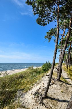 Güzel yaz görünümü Baltık Denizi, çakıl plaj ve çam orman, Curonian Spit, Klaipeda, Litvanya. Yaz deniz manzara. İnsanlar olmadan ıssız beach.