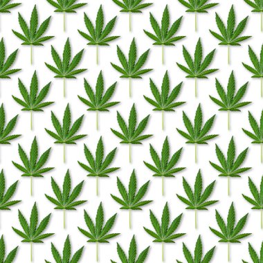 Kenevir veya esrar Dikişsiz desen bırakır. Beyaz arka plan üzerinde taze esrar yaprakların yakın çekim