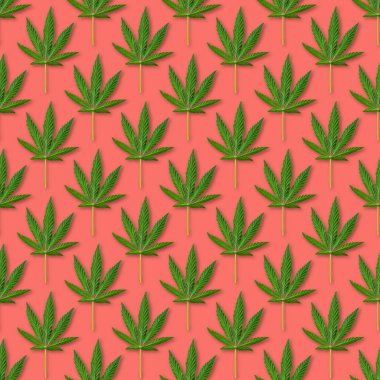 Kenevir ya da kenevir pürüzsüz bir iz bırakır. Pembe arka planda taze kenevir yapraklarını kapat