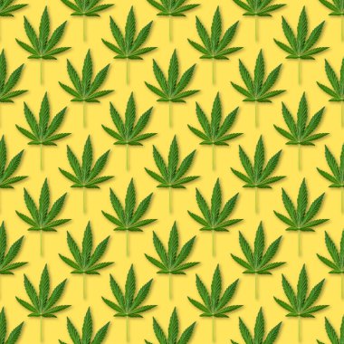 Kenevir ya da kenevir pürüzsüz bir iz bırakır. Sarı arka planda taze kenevir yapraklarını kapat