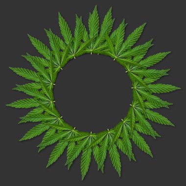 Kenevir veya esrar yuvarlak çerçeve bırakır. Esrar yapılan yuvarlak çerçeve çiçek gri arka plan üzerinde bırakır. Üstten görünüm