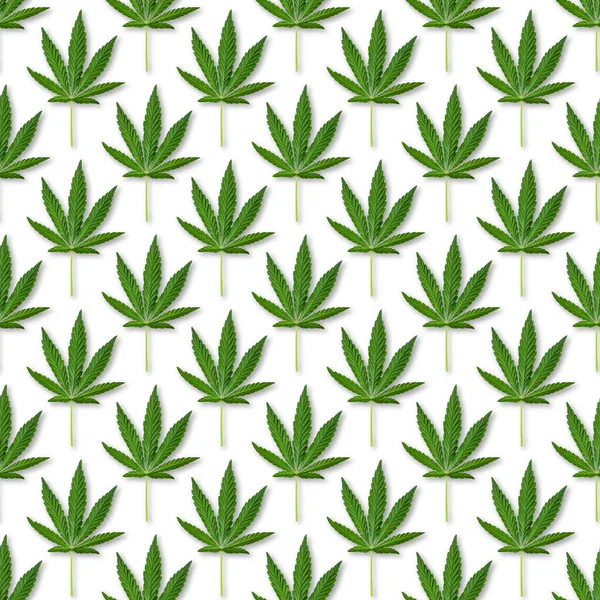 Chanvre Feuilles Cannabis Motif Sans Couture Gros Plan Des Feuilles — Photo