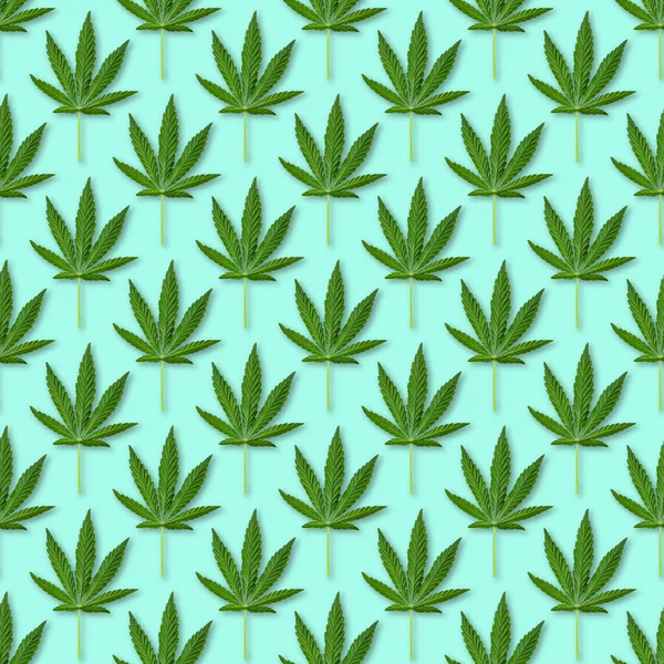 大麻或大麻留下无缝图案 蓝色背景的新鲜大麻叶的特写 — 图库照片
