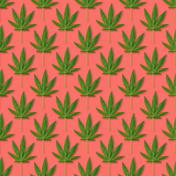 Chanvre Feuilles Cannabis Motif Sans Couture Gros Plan Des Feuilles — Photo